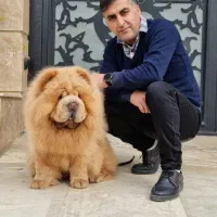 چاوچاو وارداتی جهت کشش|سگ|امیرکلا, |دیوار