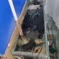 آکواریوم دیسکس|ماهی|خرم‌آباد, |دیوار