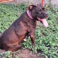 پیت بول استافورد شایر|سگ|بابل, |دیوار