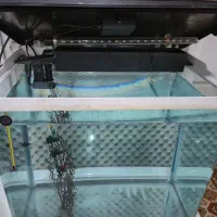 آکواریوم کامل دلسا همراه با ماهی