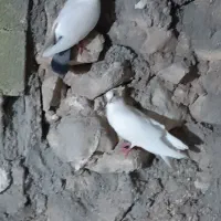 کبوتر بوشهری