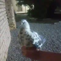 ۳۵۰،۰۰۰