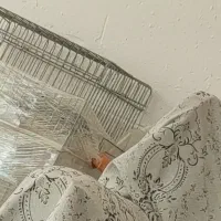 مرغ مینا|حیوانات|سروستان, |دیوار