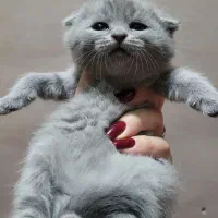 دو عکس اخر عکس پدر ومادر