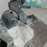 کبوترموشی نقره ای طوق سفید