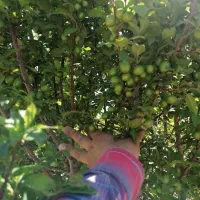 فروش باغ 180قصبه (3600 هزار مترباغ)|فروش خانه و ویلا|ابرکوه, |دیوار