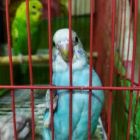 مرغ عشق واگذاری|پرنده|رشت, حمیدیان|دیوار