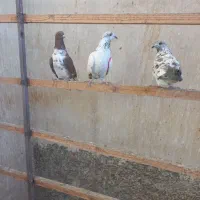 تعداد ۵ عدد کفتر مرشی خوش خال بفروش می رسد