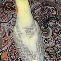 عروس هلندی نر گلباقالی مرواریدی|پرنده|شاهدشهر, |دیوار