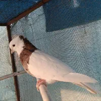 طوقی هفت رنگ|پرنده|اصفهان, حصه شمالی|دیوار