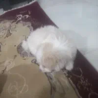 پامر خرسی