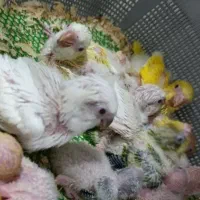راهب آلبینو سرلاکی سیخ پر