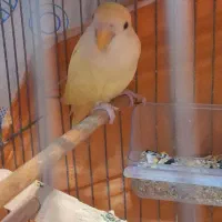 طوطی برزیلی کرمینو|پرنده|ارومیه, |دیوار