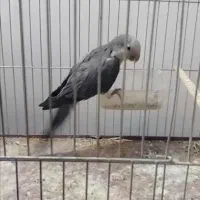 جفت گرینچیک رنگ خاص|پرنده|بناب, |دیوار