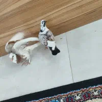 کفتر جوجه|پرنده|شاهرود, |دیوار