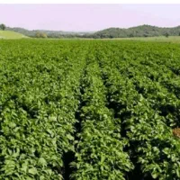 اجاره زمین کشاورزی برق بارانی میباشد