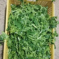نیرو خانوم برای پاک کردن سبزی