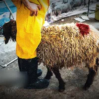 عقیقه قربانی*نَرقلم آبی+نصف گوشت*گوسفند زنده|حیوانات مزرعه|مشهد, ابوذر|دیوار