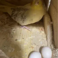 عروس هلندی مولد با تخم|پرنده|آستانه اشرفیه, |دیوار