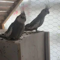 عروس هلندی مولد