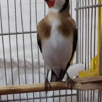 شاه سهره کردستان