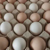 فروش تخم‌مرغ گلین لری نطفه دار