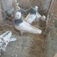 چهار عدد طوقی|پرنده|مشهد, کارمندان دوم|دیوار