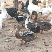 معاوضه غاز واردک با مرغ تخم گذار|حیوانات مزرعه|سنگر, |دیوار