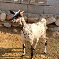 دام خانگی|حیوانات مزرعه|کرمان, |دیوار