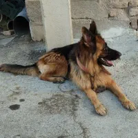 سگ ژرمن|سگ|بم, |دیوار