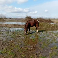 اسب سر حال تیز پا سواری عالی رامه رام