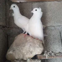 کبوتر چنگ موشی