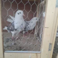 چند عدد کبوتر خوب و ی جفت پشت دار نوک ریز|پرنده|بهارستان, |دیوار