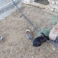 فروش خرگوش