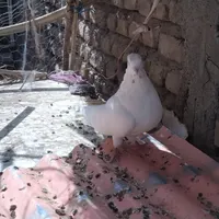 سفید چشمی نر
