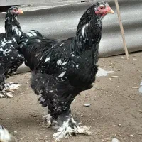 فروش دوعددخروس برهمابلک متلد