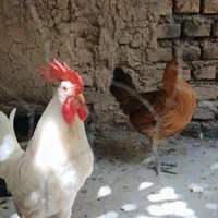 مرغ و خروس|حیوانات مزرعه|اصفهان, آزادان|دیوار