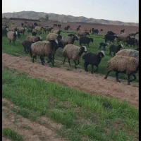 تربت حیدریه ارسـ. ــال میگردد گوسفند ergeoi بره|حراج|تربت‌حیدریه, بهشت عسکری|دیوار