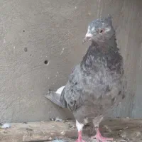 جفت دمسفید|پرنده|بهبهان, |دیوار