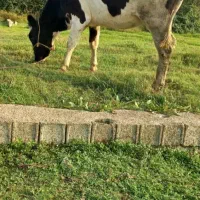 گاوهلشتاین|حیوانات مزرعه|آستانه اشرفیه, |دیوار