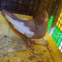 سینه زردماده