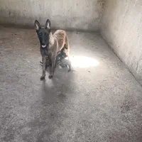 مالینویز ماده دوساله هاسکی نر|سگ|مشهد, نوید|دیوار