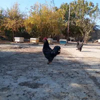 تخم مرغ مرندی|حیوانات مزرعه|فاضل آباد, |دیوار