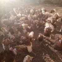 فروش قل (بوقلمون) بوربون|حیوانات مزرعه|بانه, |دیوار