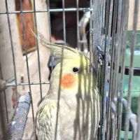 یک جفت عروس هلندی با قفس و لوازم