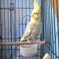 طوطی ماده ۶ماهه