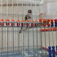 جوجه امسال|پرنده|اندیمشک, |دیوار