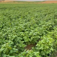 کاه لوبیا