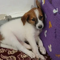 جک نر باهوش