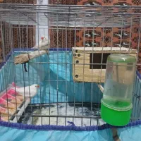 ی جفت فنج نرماده